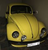 Beetle1