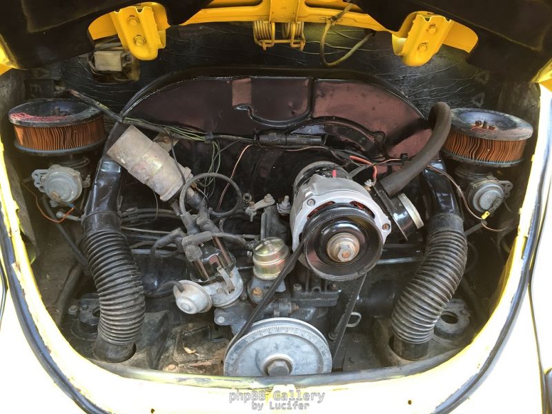 Beetle7