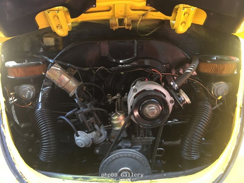 Beetle8