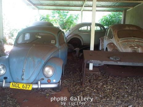 beetle haven1