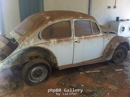 beetle haven 6